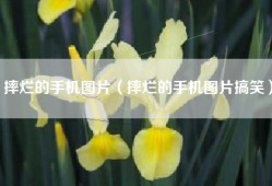 摔烂的手机图片（摔烂的手机图片搞笑）